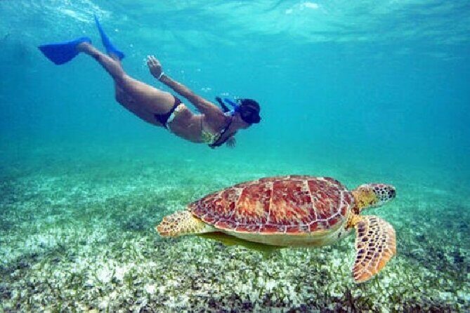Turtle Snorkel Sail on Buck Island from Frenchman's Reef - Key highlights you will care about