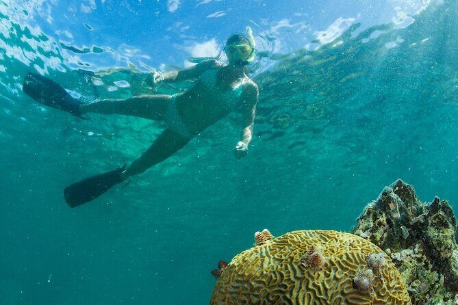 Turtle Snorkel Sail on Buck Island from Frenchman's Reef - Wildlife reality check: how to manage expectations for sea turtles